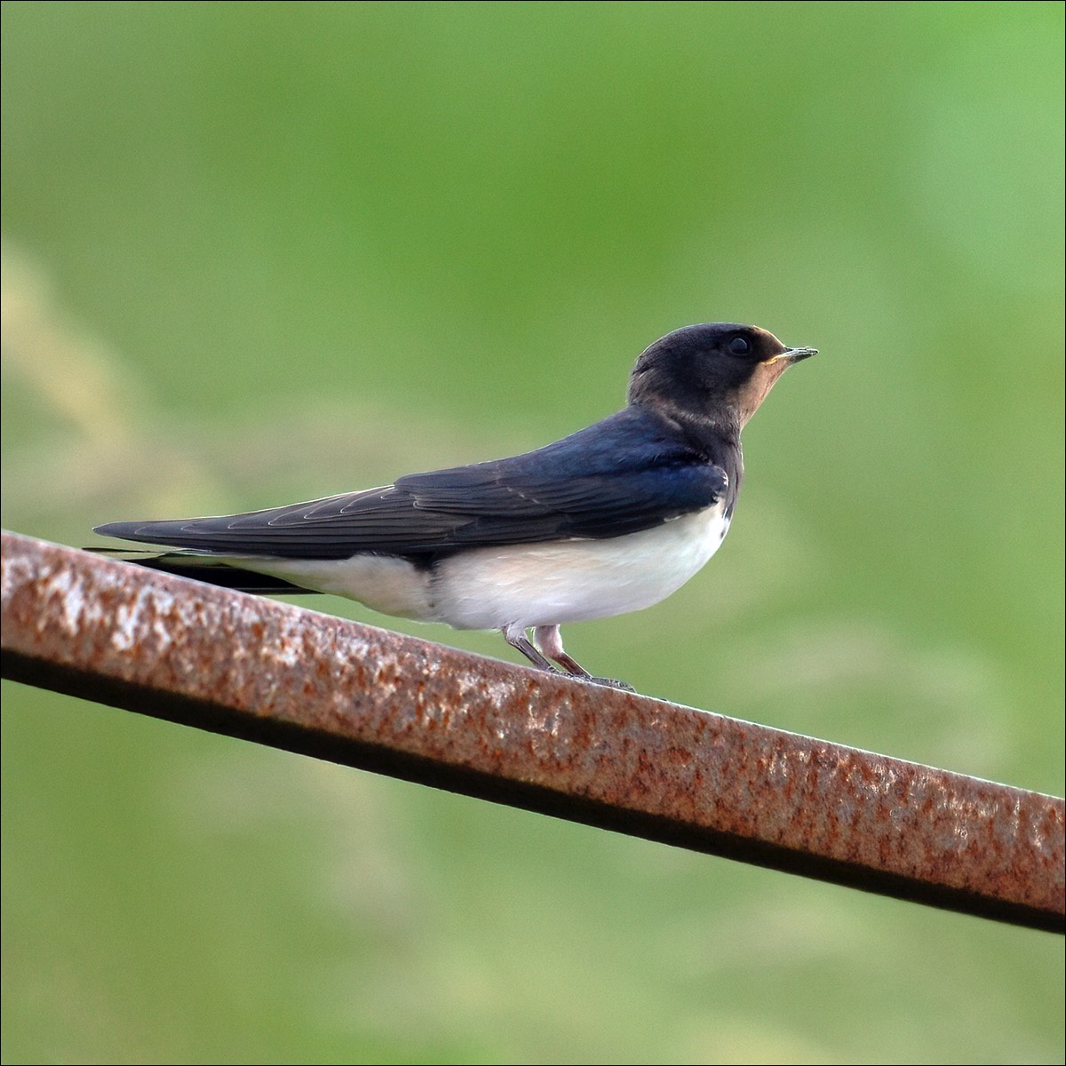 Barn Swallow (Boerernzwaluw)