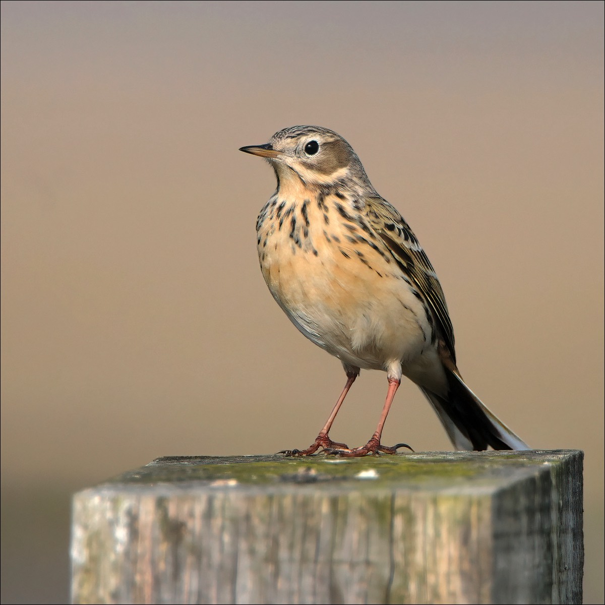 Meadow Pipit (Graspieper)