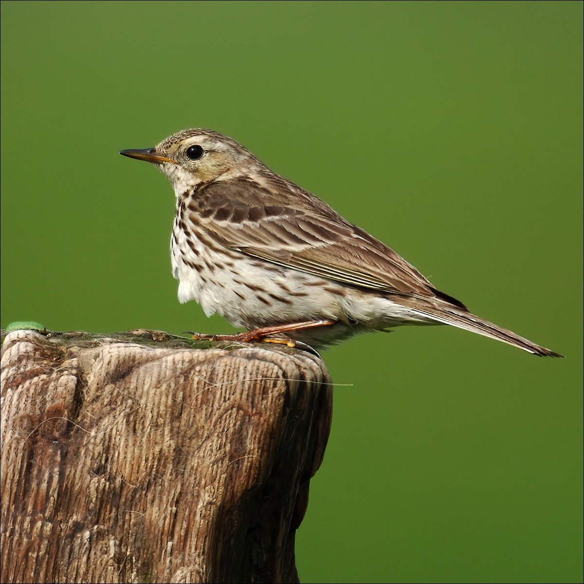 Meadow Pipit (Graspieper)