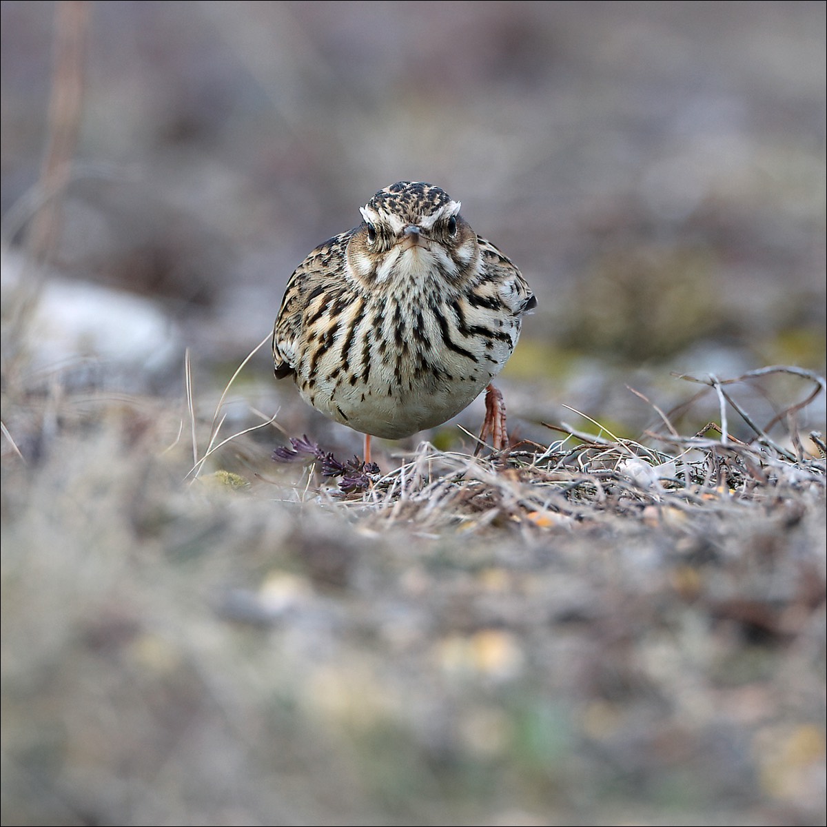 Wood Lark (Boomleeuwerik)