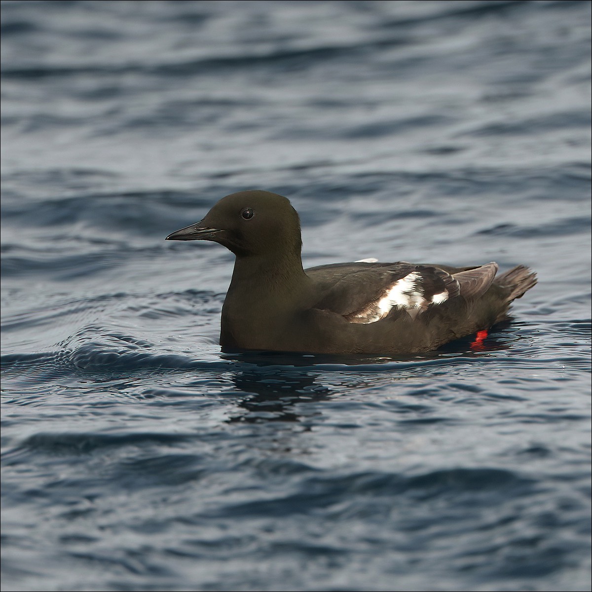 Black Guillemot (Zwarte Zeekoet)