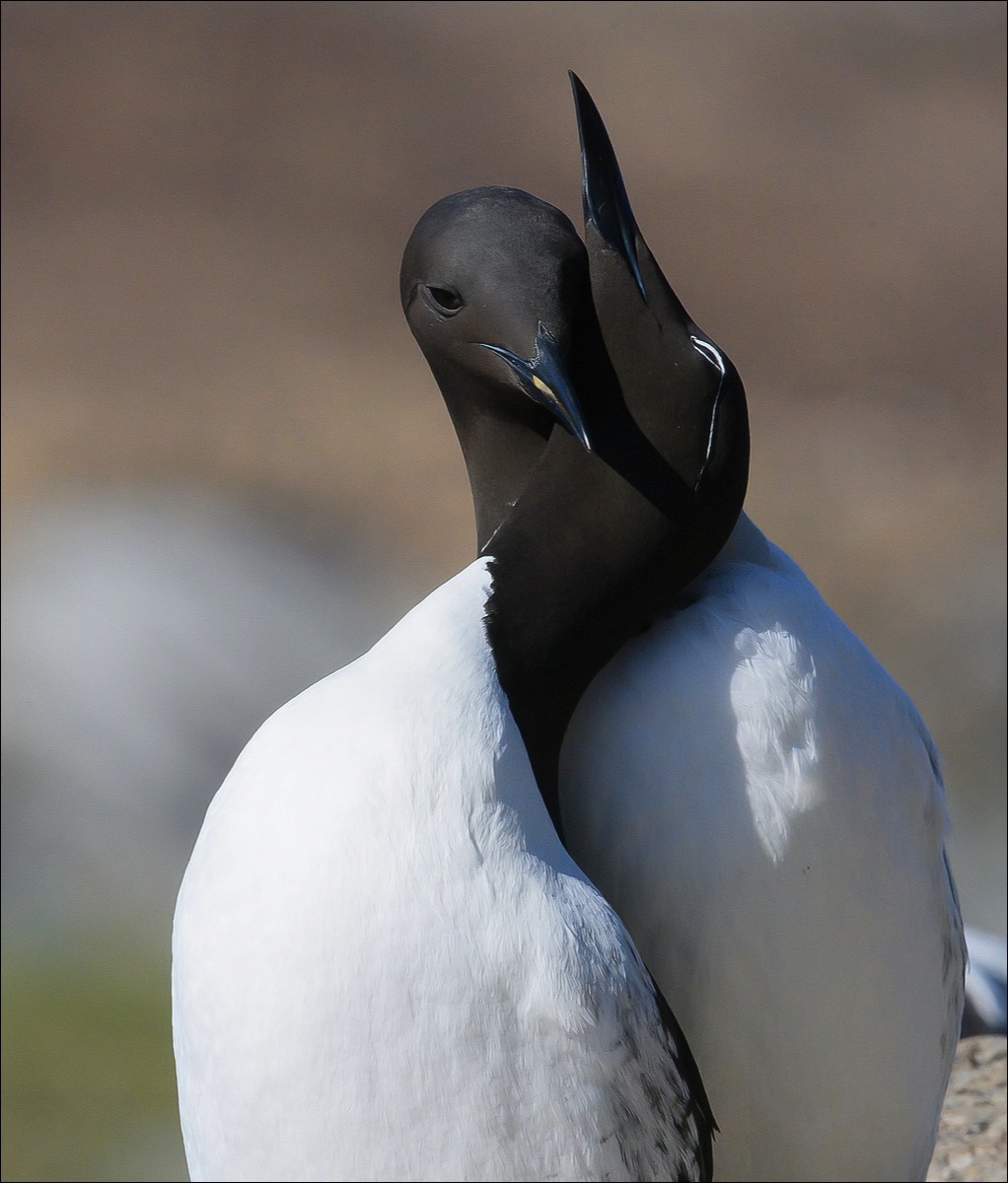 Common Guillemot (Zeekoet)