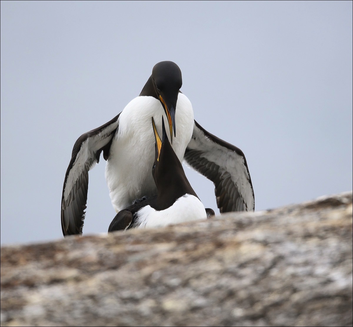 Common Guillemot (Zeekoet)