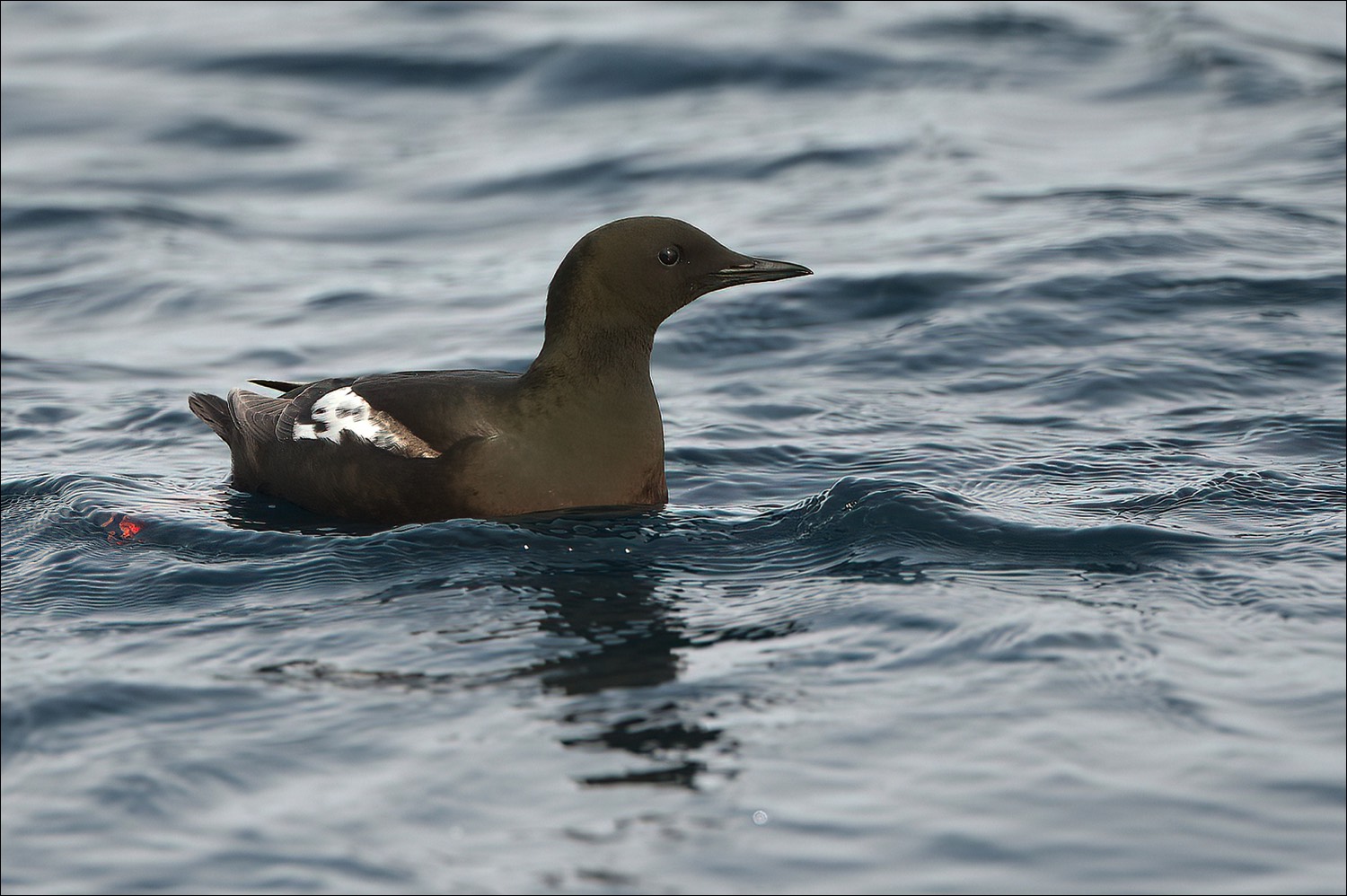 Black Guillemot (Zwarte Zeekoet)