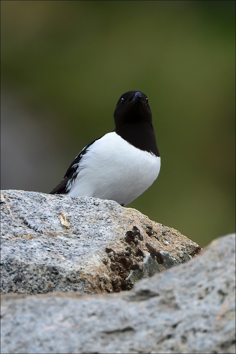 Little Auk (Kleine Alk)