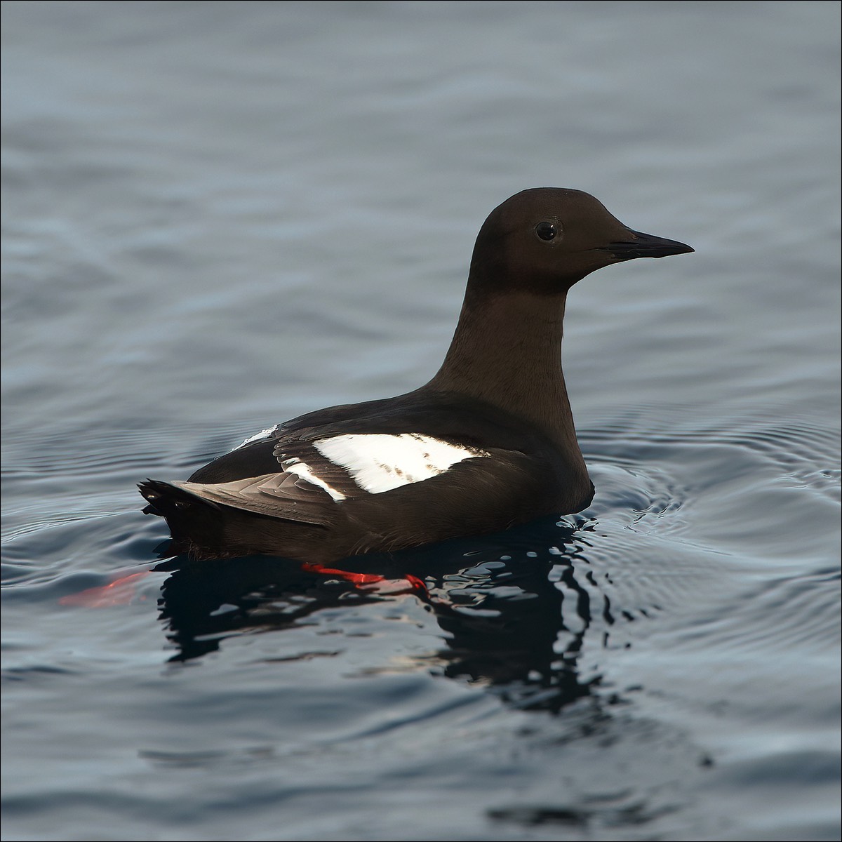 Black Guillemot (Zwarte Zeekoet)