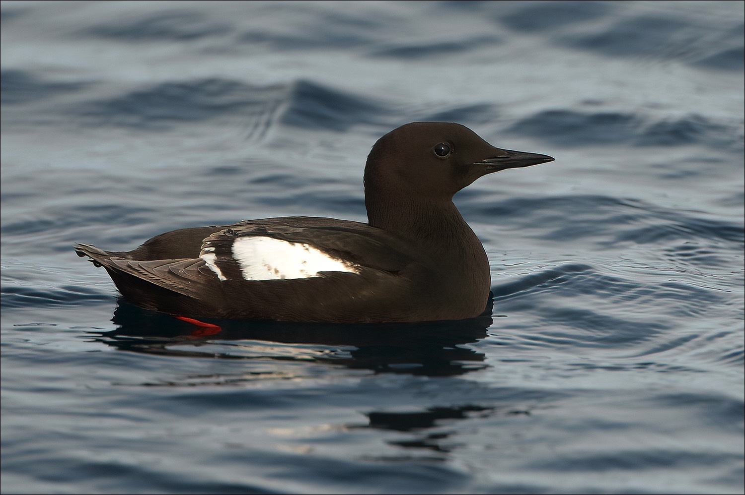 Black Guillemot (Zwarte Zeekoet)