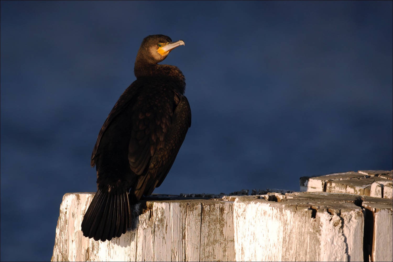 Cormorant (Aalscholver)