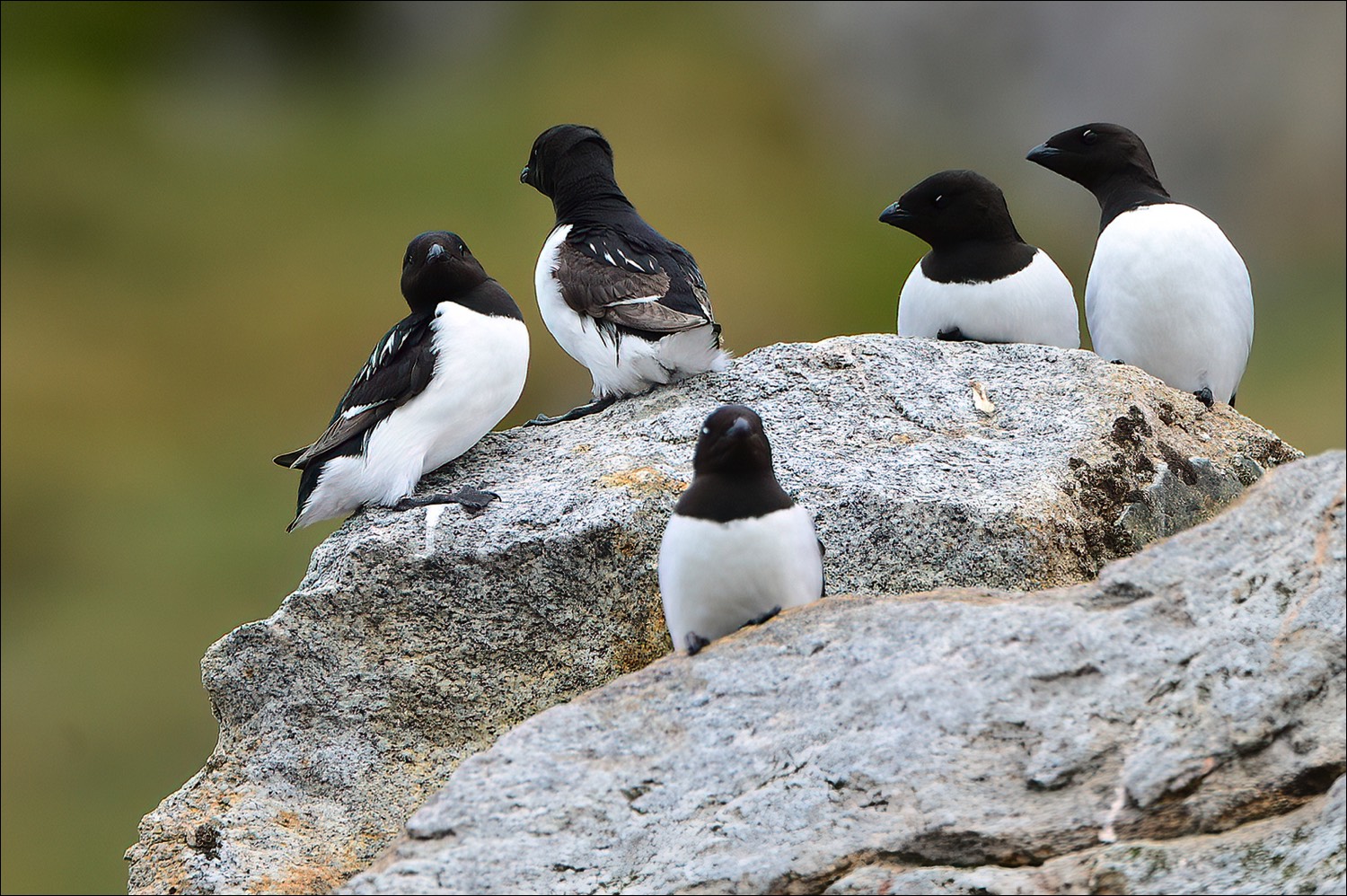 Little Auk (Kleine Alk)