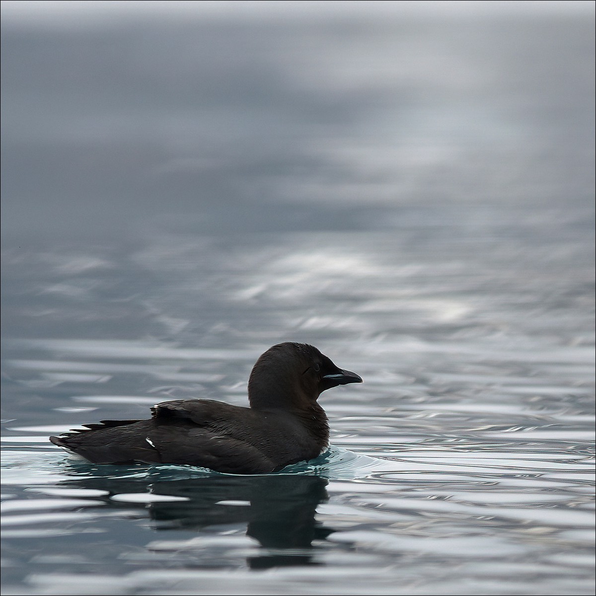 Brünnichs Guillemot (Kortbekzeekoet)