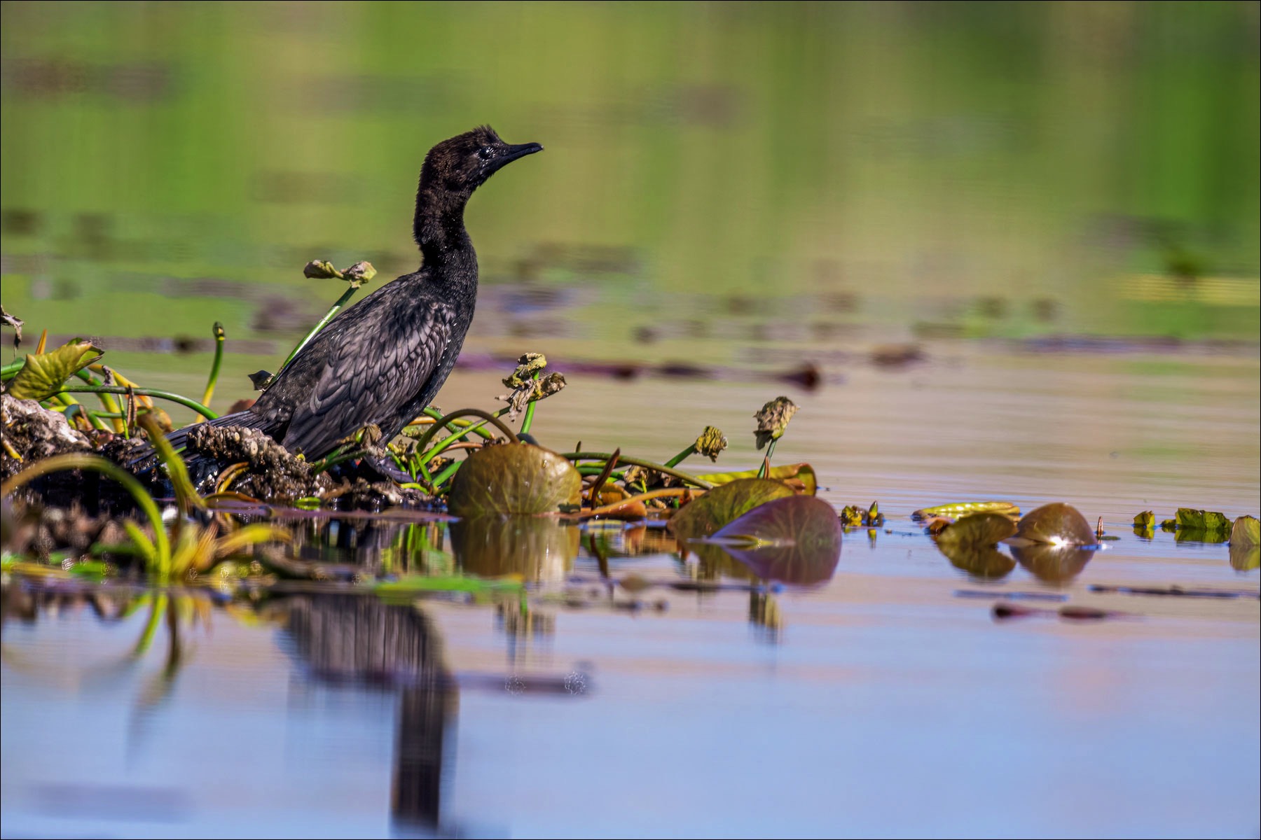 Pygmy Cormorant (Dwergaalscholvers)