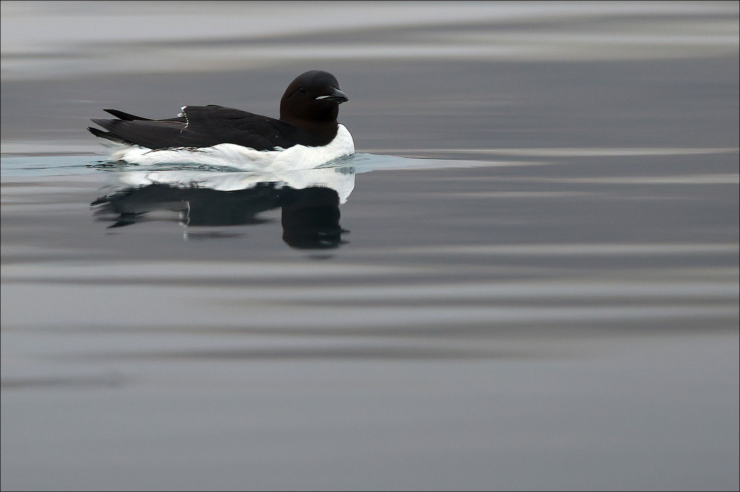 Brünnichs Guillemot (Kortbekzeekoet)