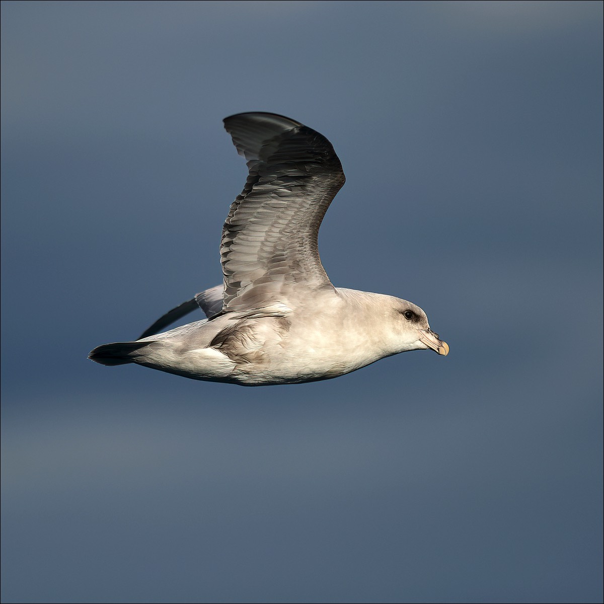 Fulmar (Noordse Stormvogel)