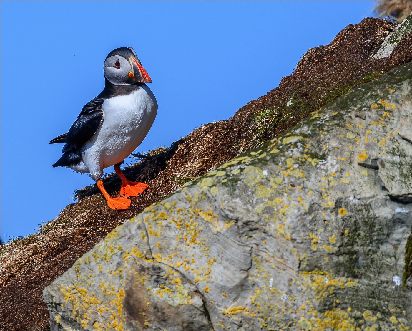 Puffin (Papegaaiduiker)