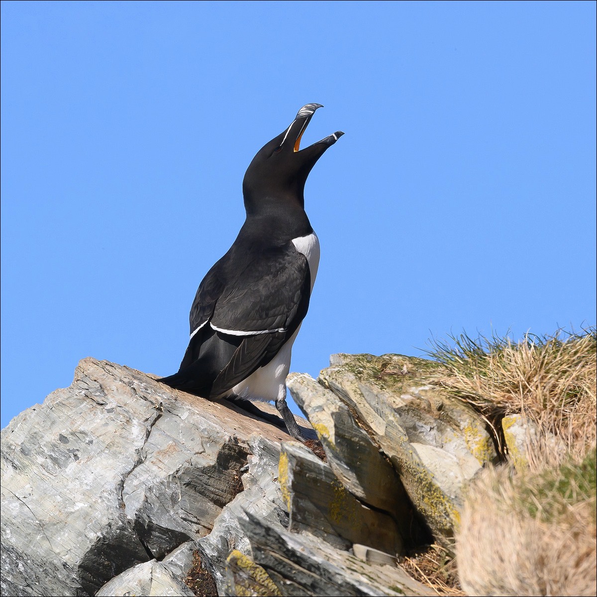 Razorbill (Alk)