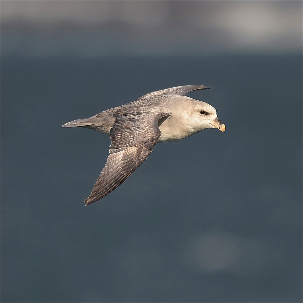 Fulmar (Noordse Stormvogel)