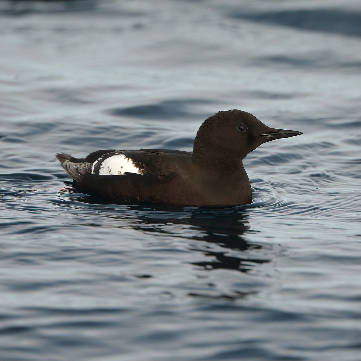 Black Guillemot (Zwarte Zeekoet)