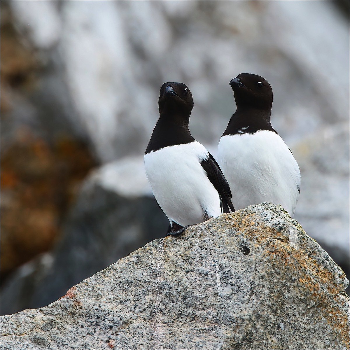 Little Auk (Kleine Alk)