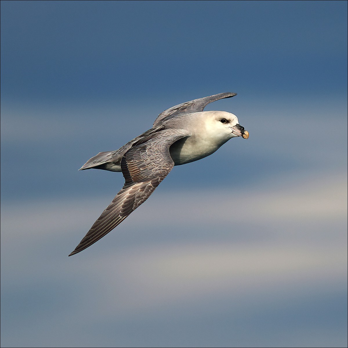 Fulmar (Noordse Stormvogel)