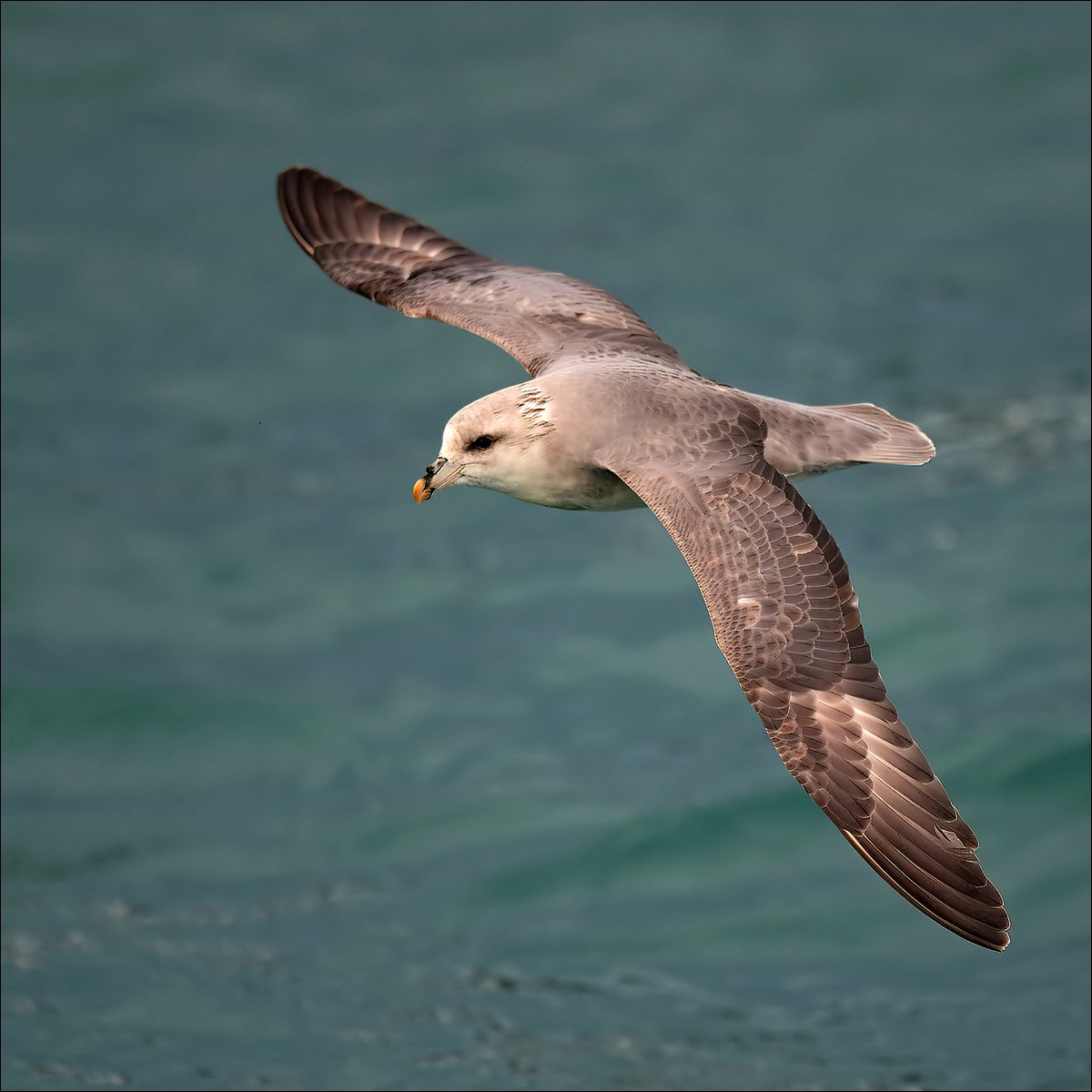 Fulmar (Noordse Stormvogel)