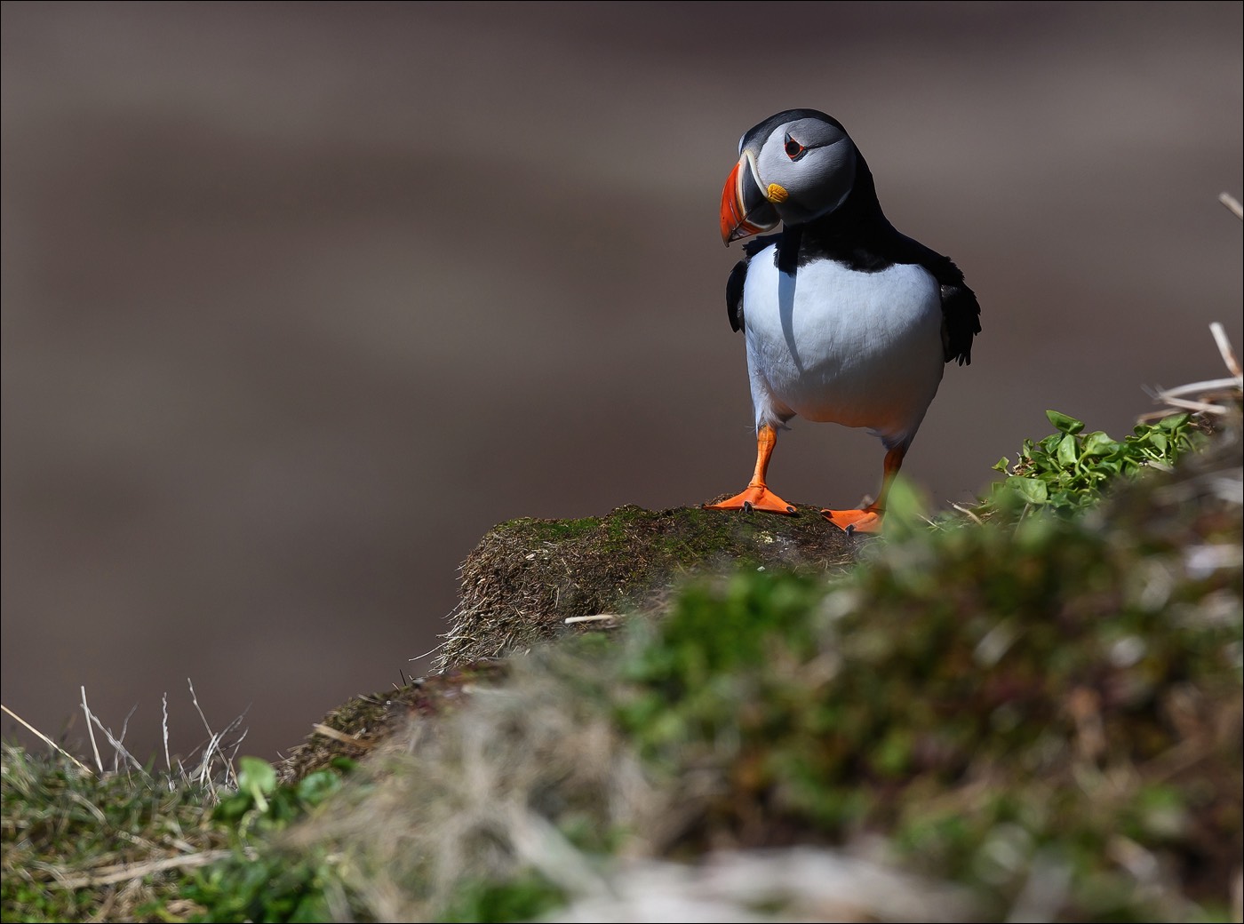 Puffin (Papegaaiduiker)