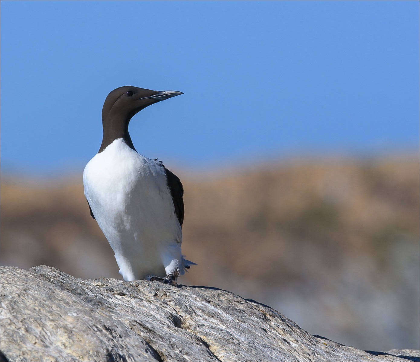 Common Guillemot (Zeekoet)