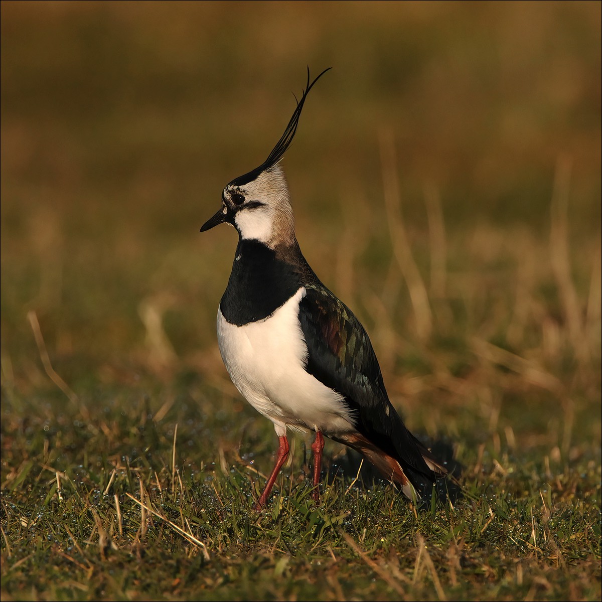 Northern Lapwing (Kievit)