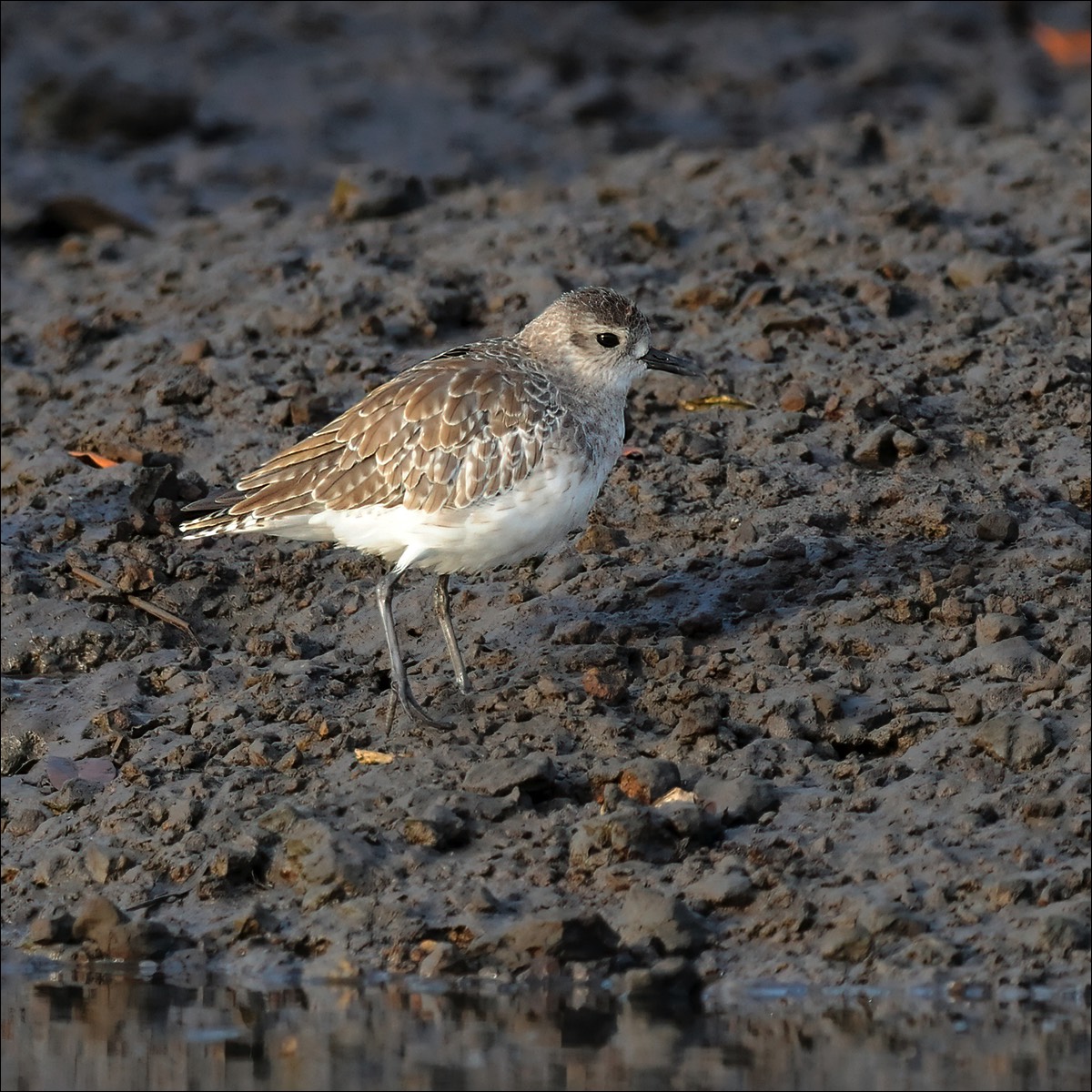 Grey Plover (Zilverplevier)