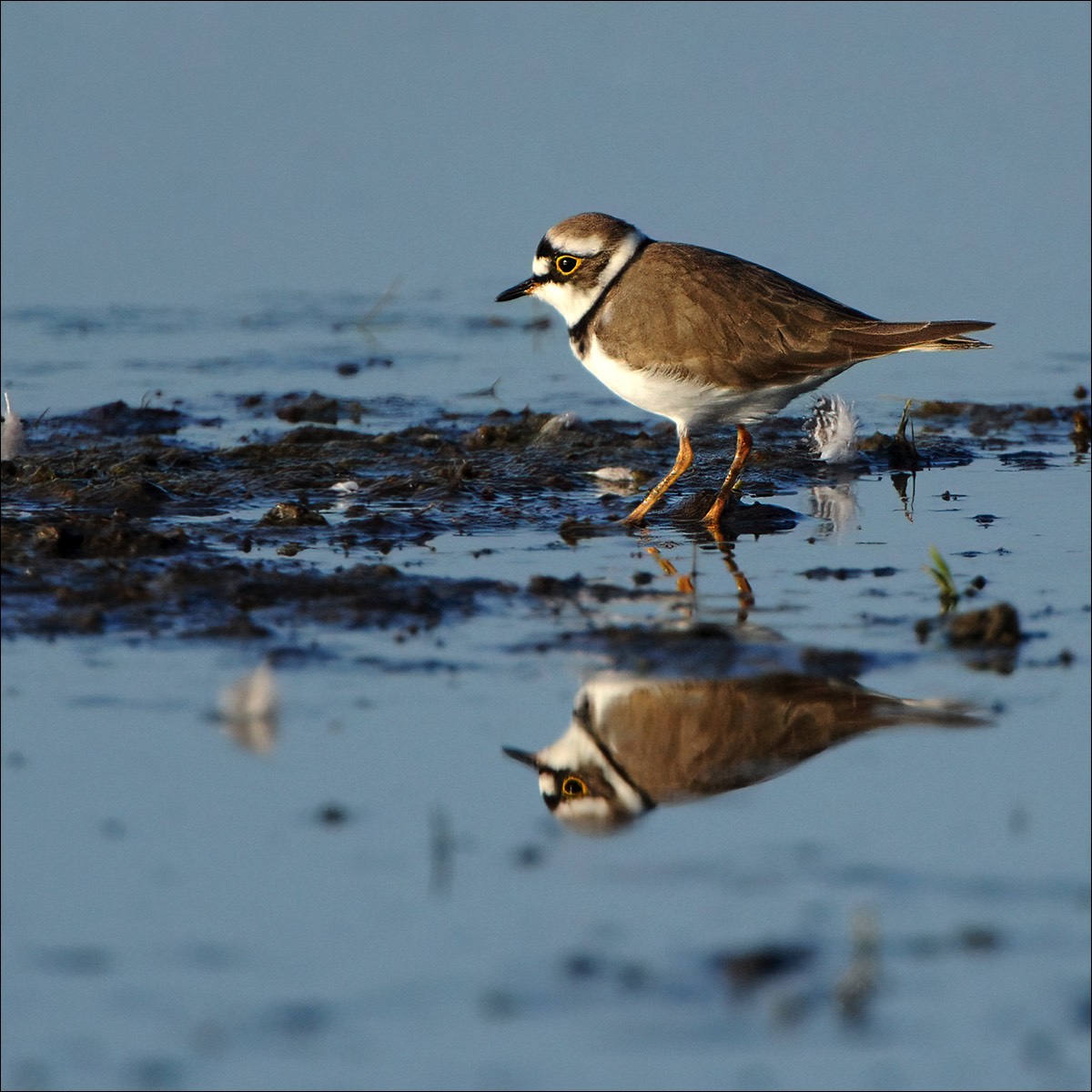 Little Ringed Plover (Kleine Plevier)