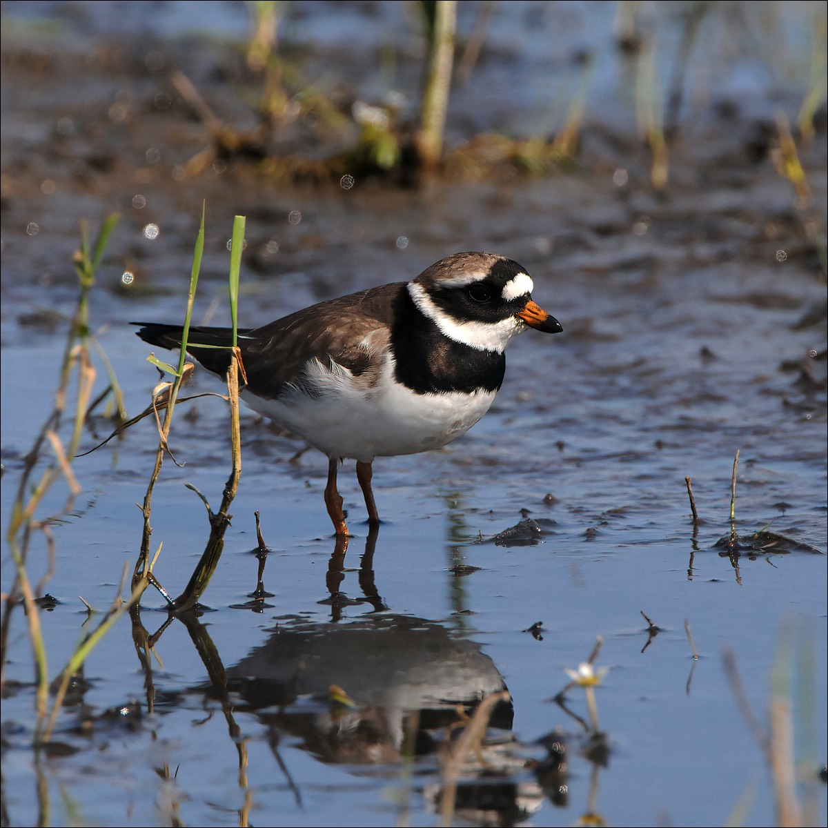 Great Ringed Plover (Bontbekplevier)