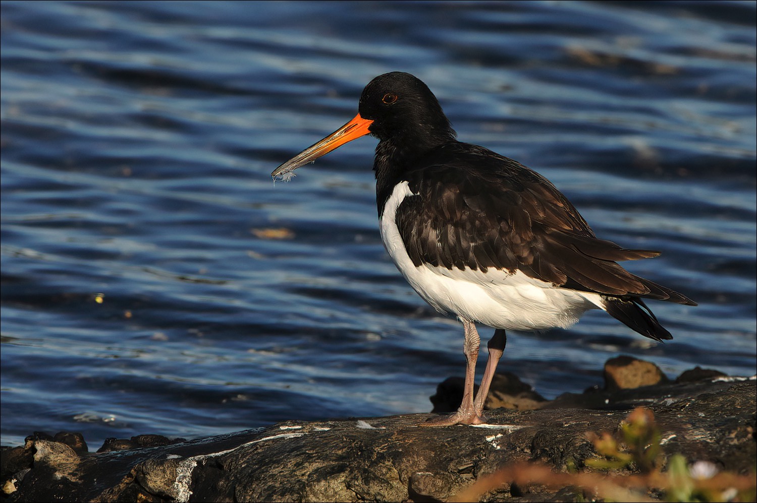 Oystercatcher (Scholekster)