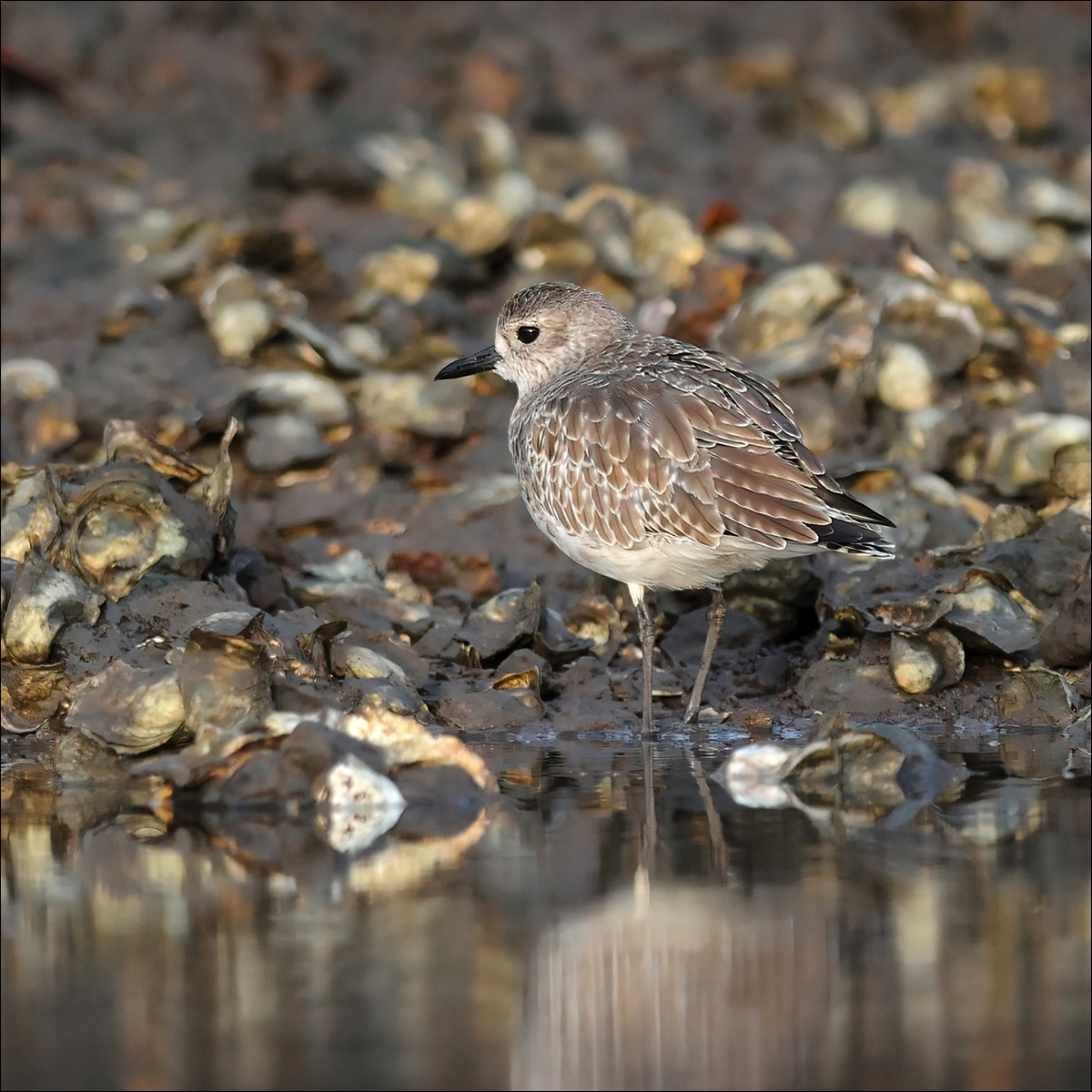 Grey Plover (Zilverplevier)