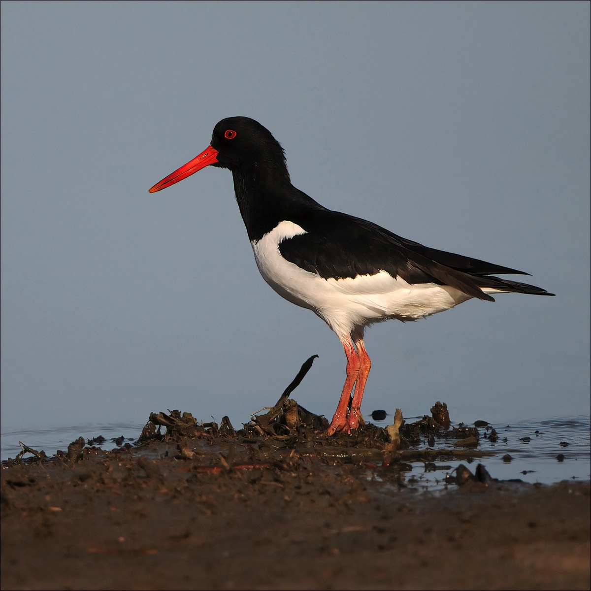 Oystercatcher (Scholekster)