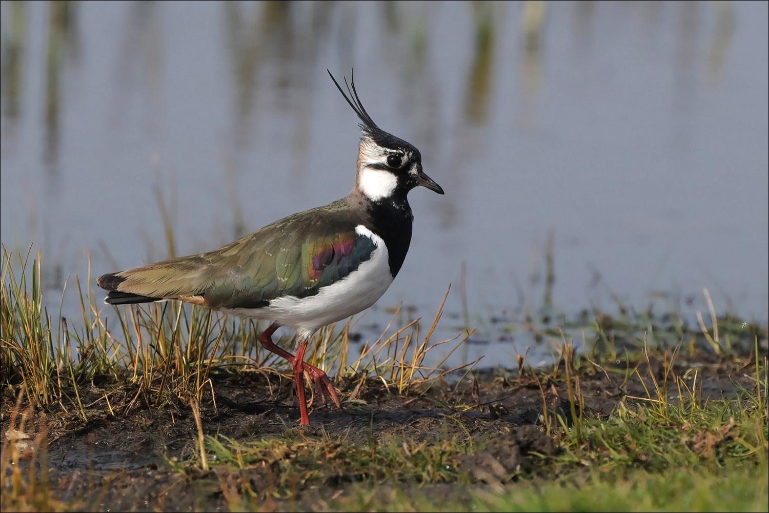 Northern Lapwing (Kievit)