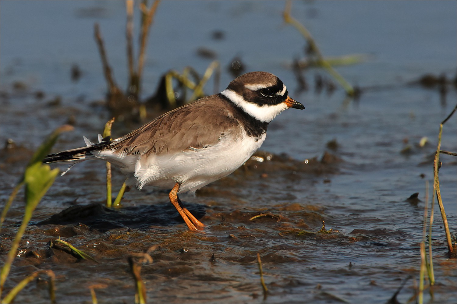 Great Ringed Plover (Bontbekplevier)