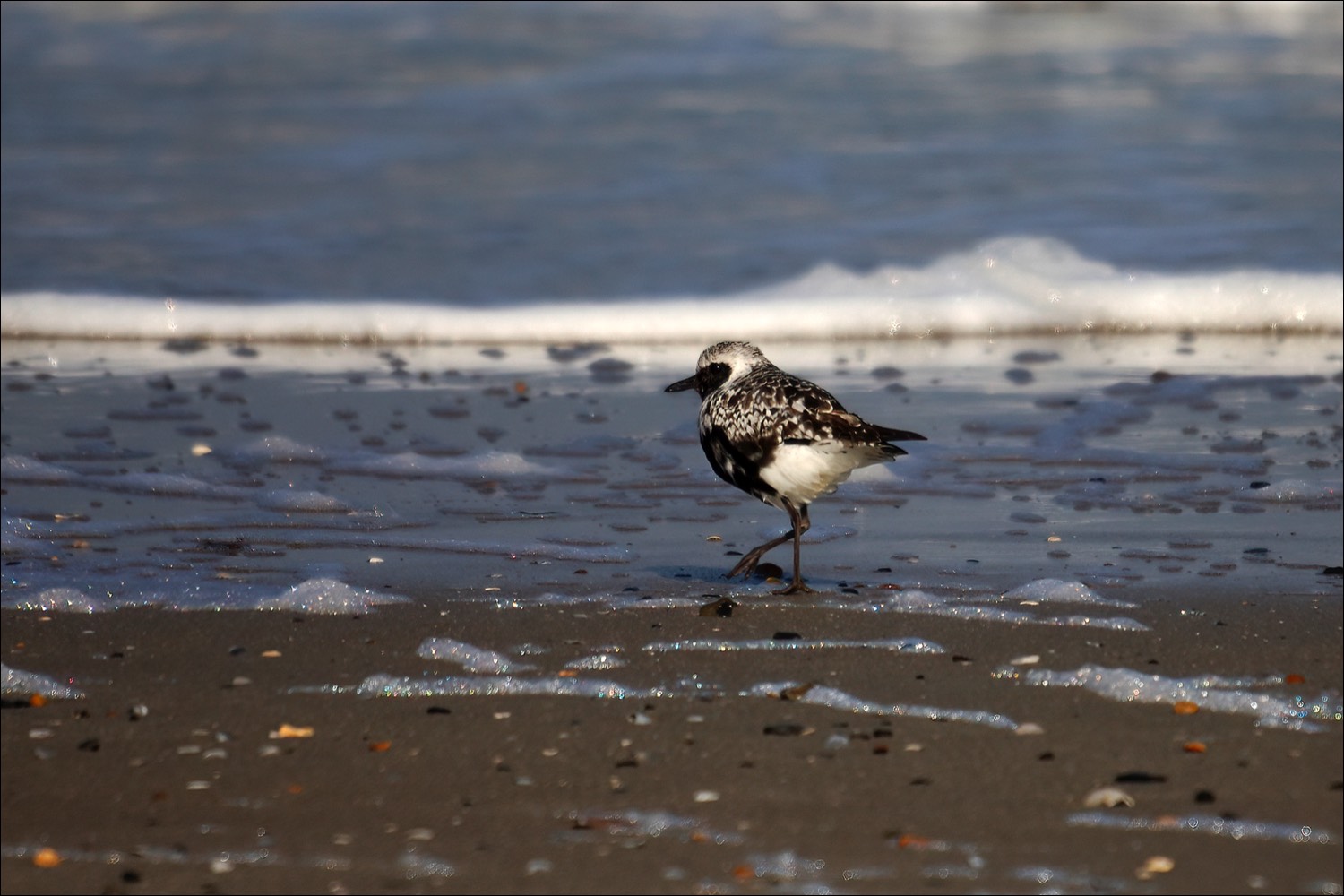 Grey Plover (Zilverplevier)