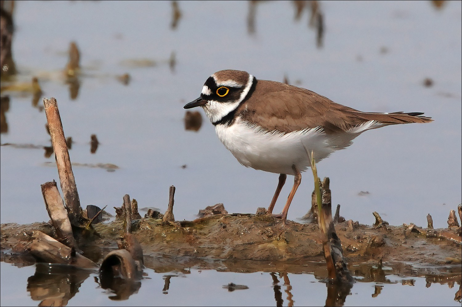 Little Ringed Plover (Kleine Plevier)