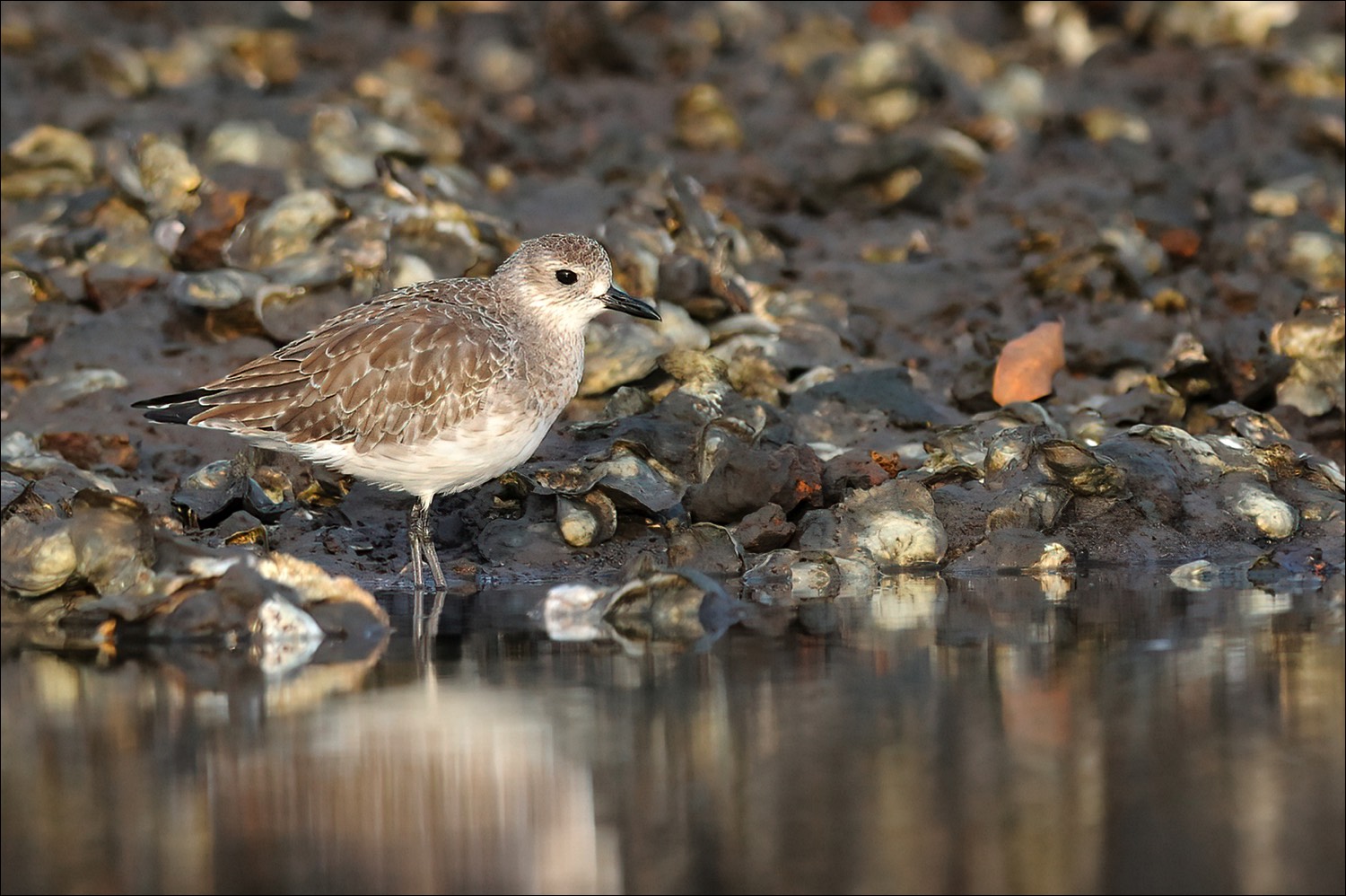 Grey Plover (Zilverplevier)