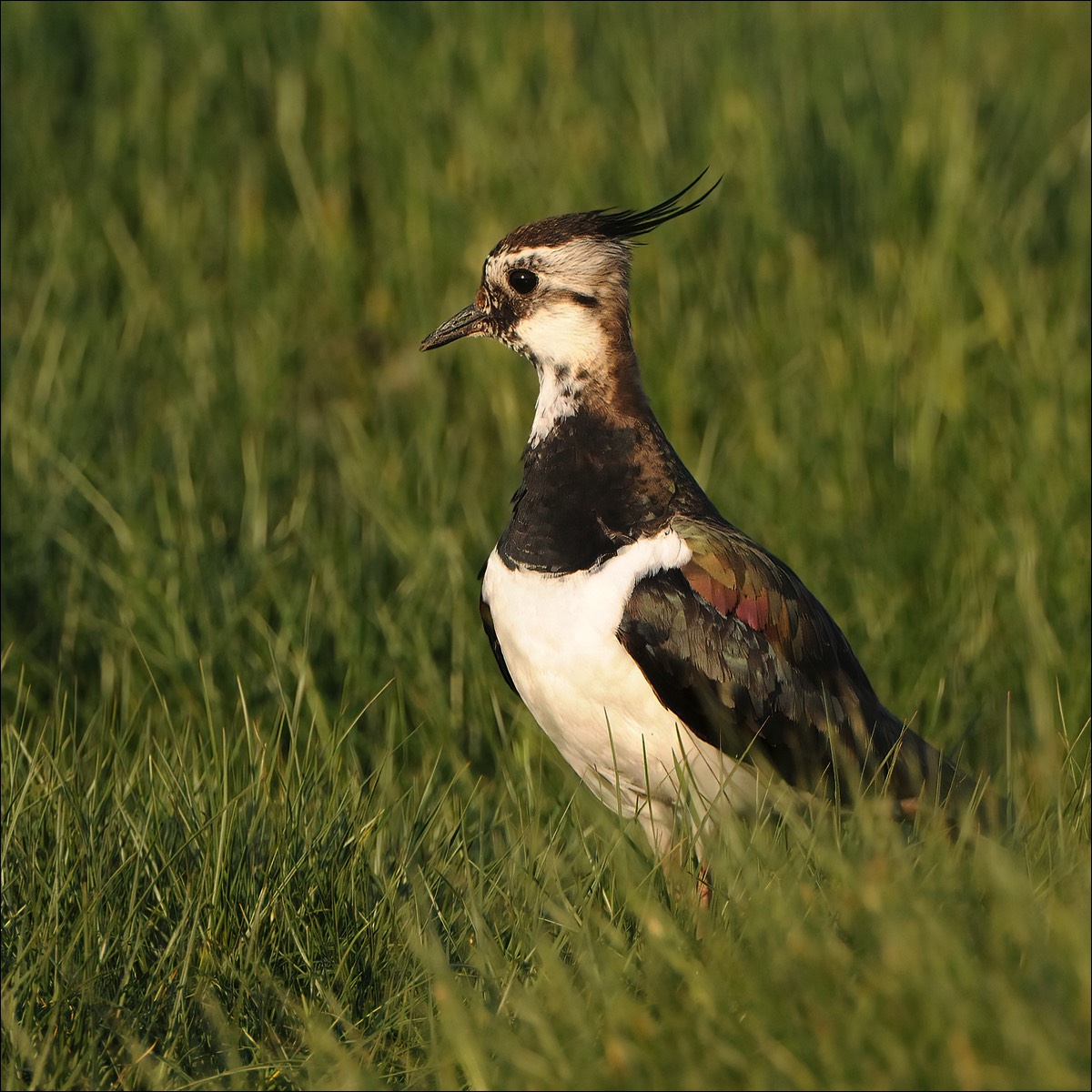 Northern Lapwing (Kievit)