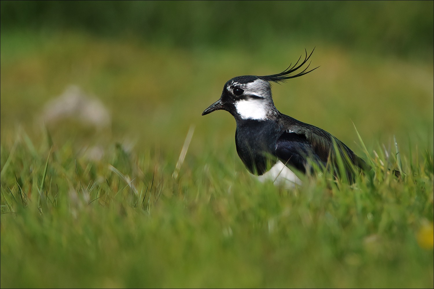 Northern Lapwing (Kievit)