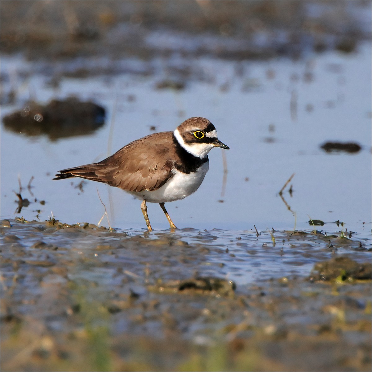 Little Ringed Plover (Kleine Plevier)