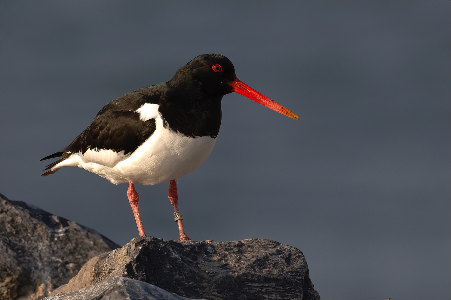 Oystercatcher (Scholekster)