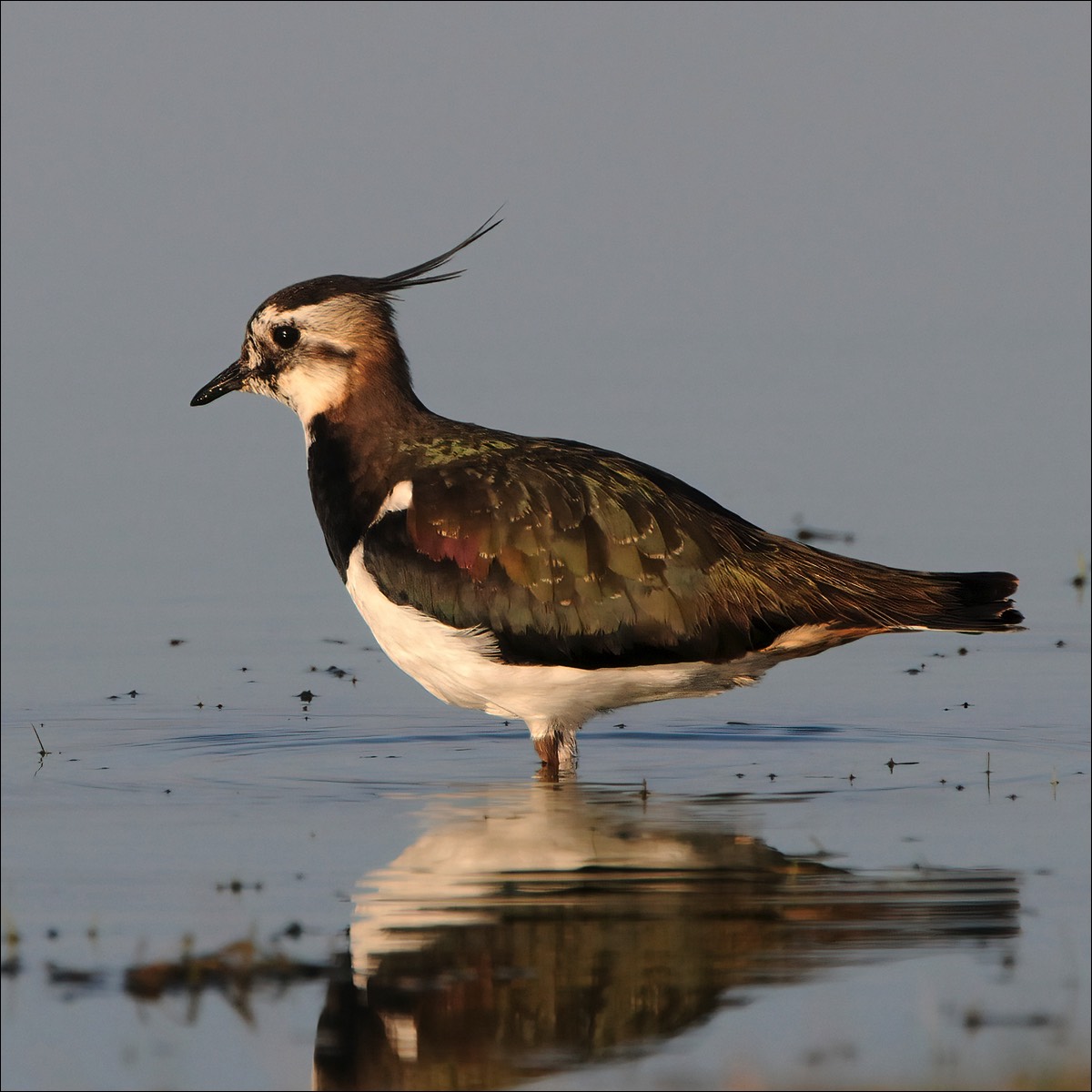 Northern Lapwing (Kievit)