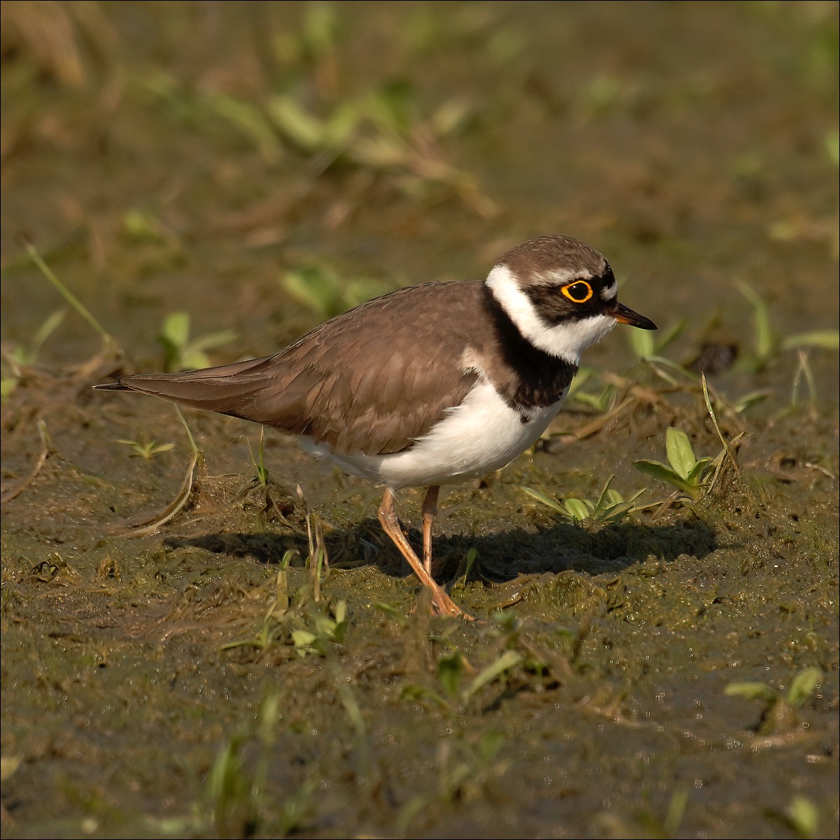 Little Ringed Plover (Kleine Plevier)