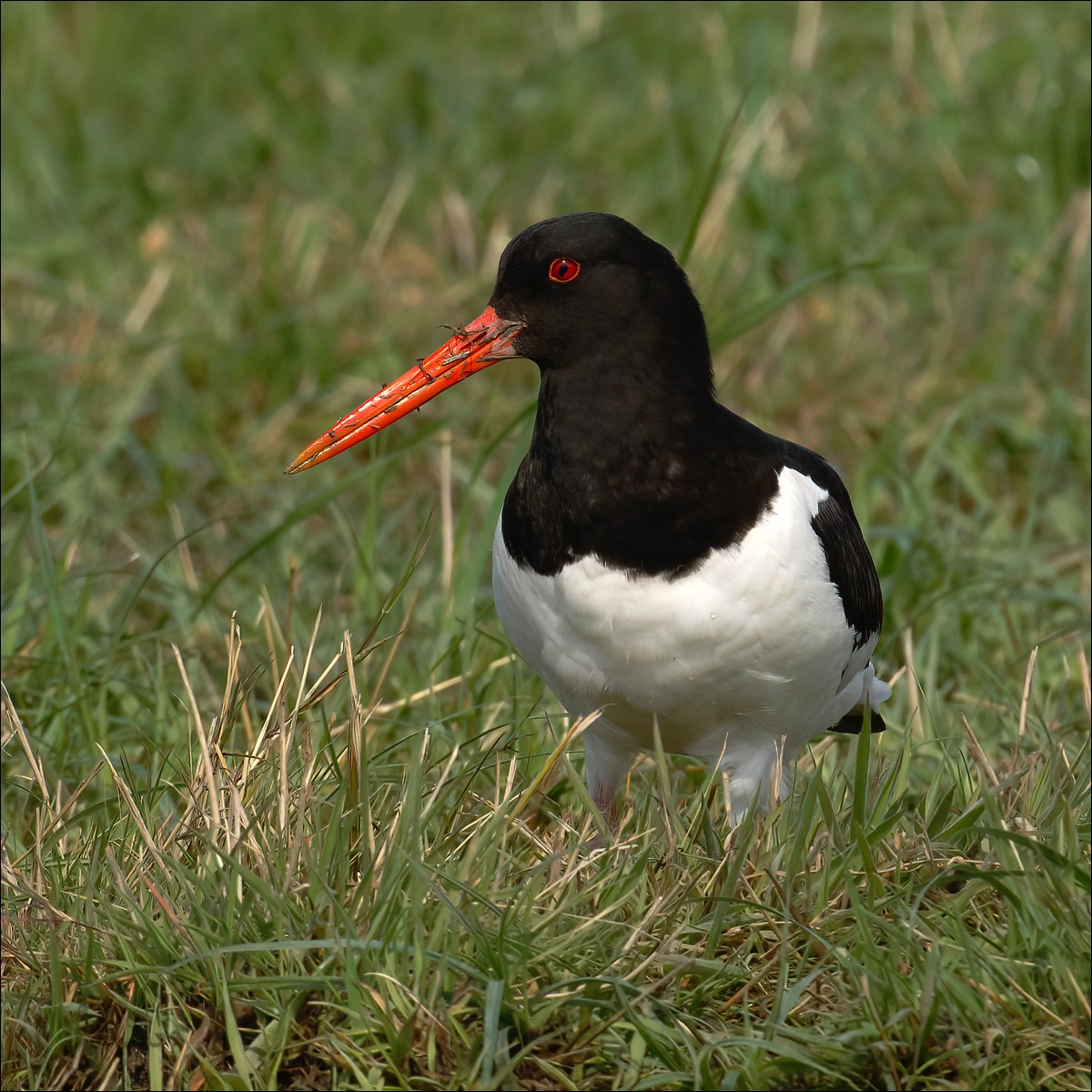 Oystercatcher (Scholekster)