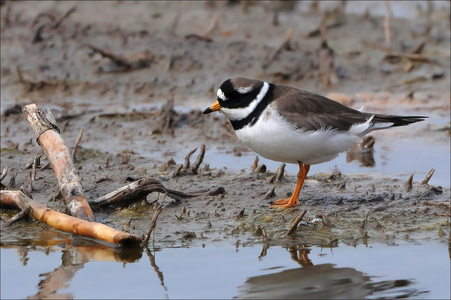 Great Ringed Plover (Bontbekplevier)