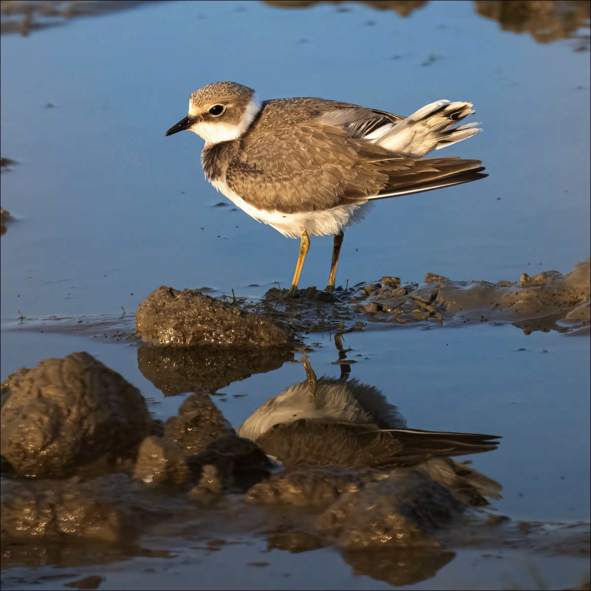 Little Ringed Plover (kleine Plevier)