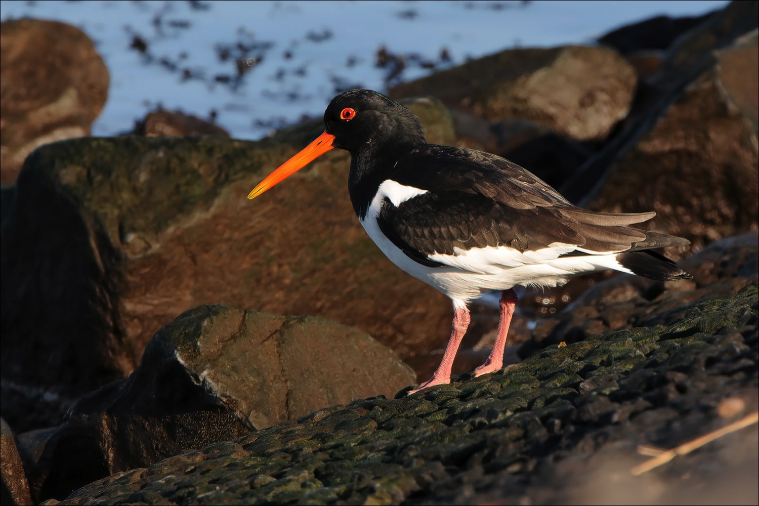 Oystercatcher (Scholekster)