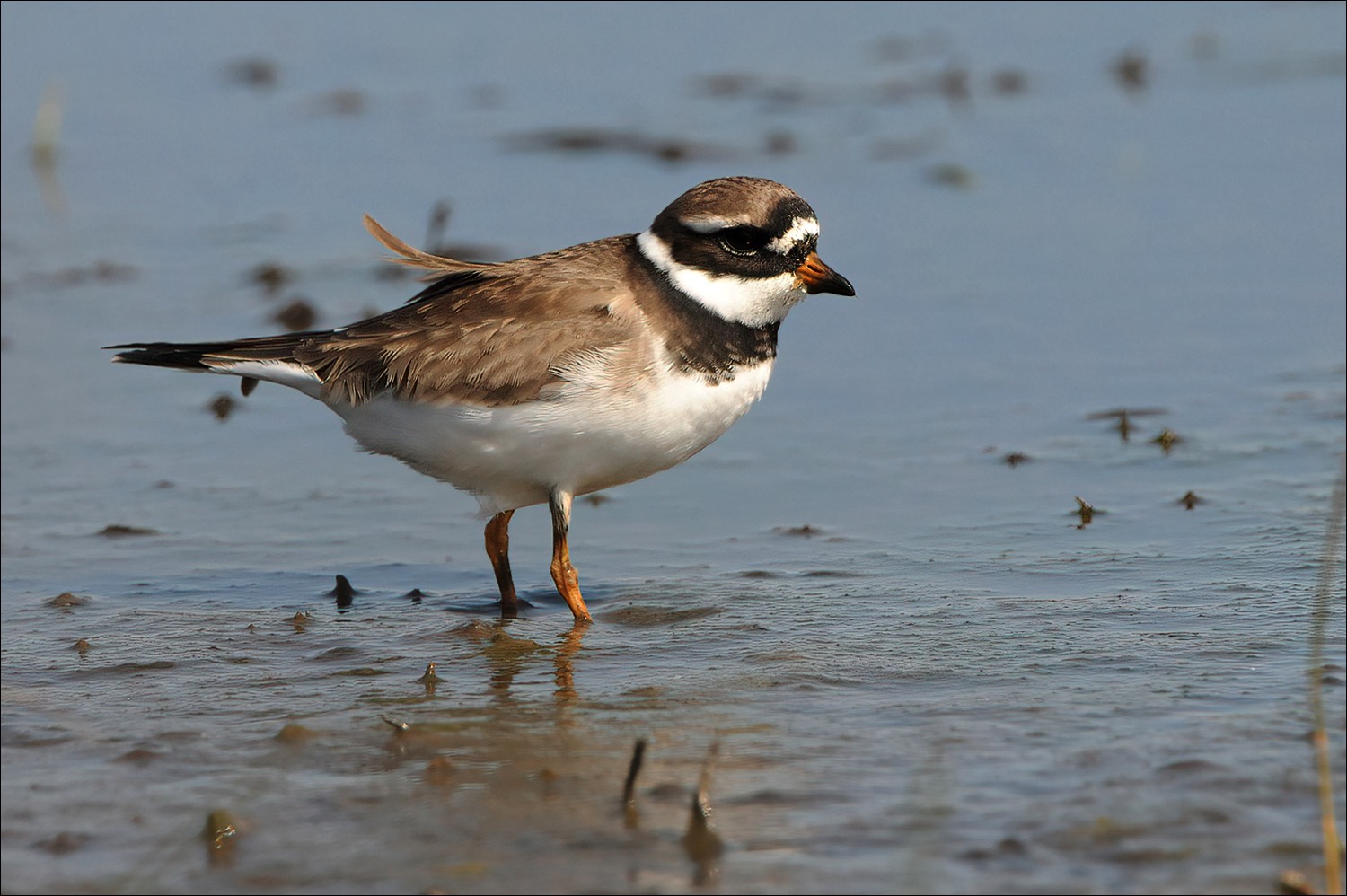 Great Ringed Plover (Bontbekplevier)