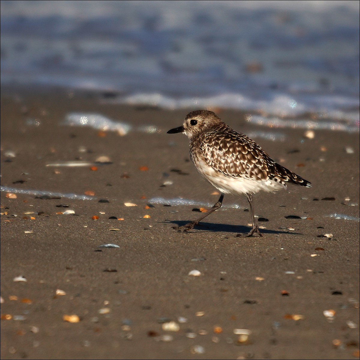 Grey Plover (Zilverplevier)